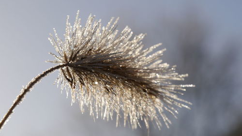 Low angle view of flower against the sky