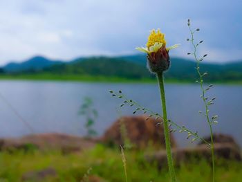 Close-up of flowering plant on field against sky