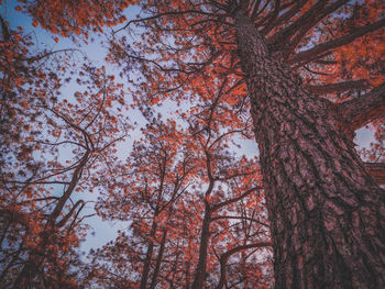 Low angle view of trees in forest during autumn