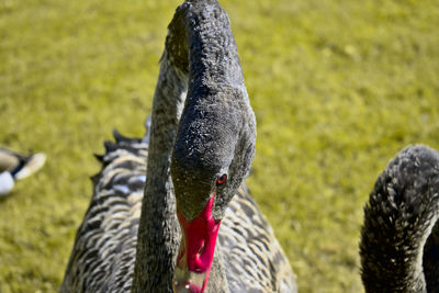 Close-up of flamingos on field