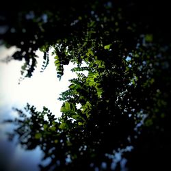 Close-up of tree against sky
