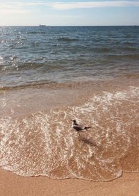 View of bird on beach