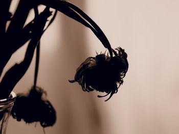 Close-up of insect on red flower