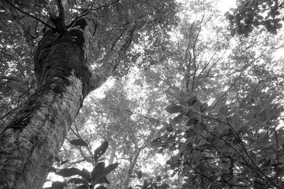 Low angle view of tree against sky