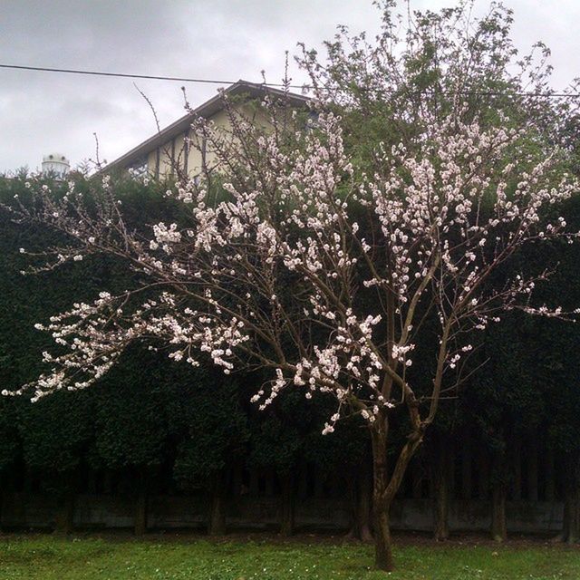 flower, growth, tree, sky, freshness, beauty in nature, nature, plant, field, cloud - sky, tranquility, blossom, fragility, tranquil scene, in bloom, cloud, growing, day, blooming, springtime