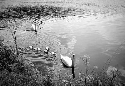 High angle view of birds swimming in lake