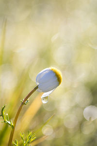 Close-up of white flowering plant