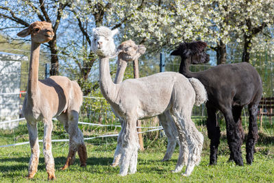 Alpaca breeding. closeup group domesticated camelid mammal, lama pacos in yard of farm in summer