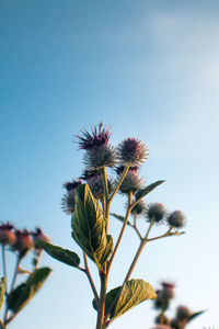 Low angle view of flowering plant against sky