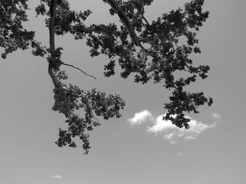 Low angle view of tree against clear sky