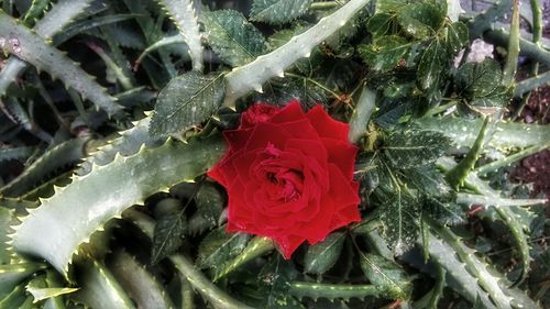 Close-up of red flower