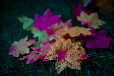 Close-up of maple leaves on plant