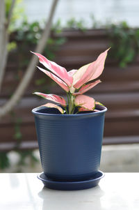 Close-up of potted plant