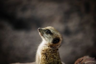 Meerkat youngster