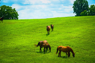 A herd of horses grazing on a hill at kentucky horse farm