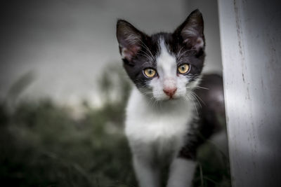 Portrait of cat with eyes closed