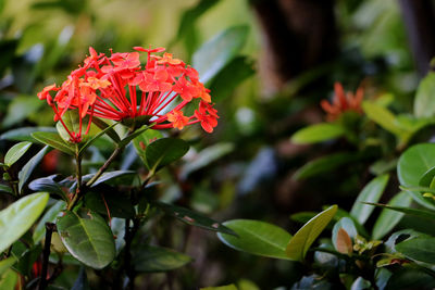Close-up of red flowering plant