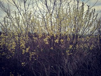View of plants growing on field