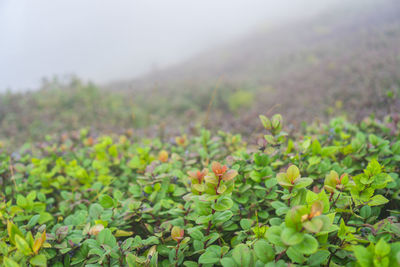 Plants growing on field