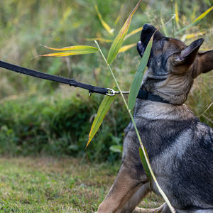 Close-up of a dog on field