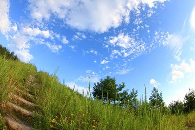 Low angle view of trees against sky