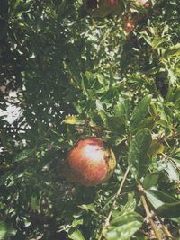 Close-up of apple on tree