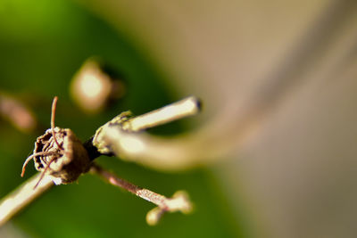 Close-up of insect