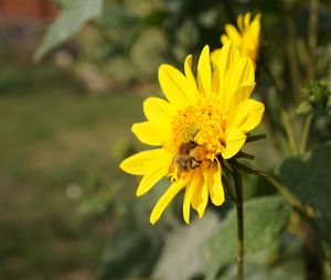 Close-up of yellow flowering plant