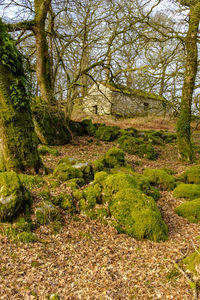 Trees growing in forest