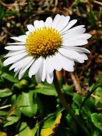 Close-up of white flower on field