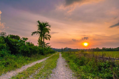 Dirt road amidst plants on field against sky during sunset