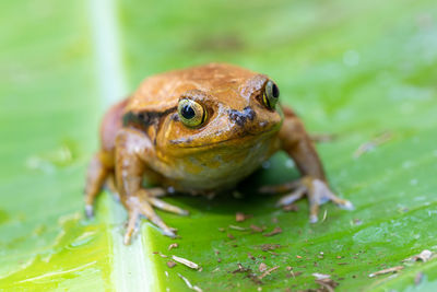 Close-up of frog on leaf