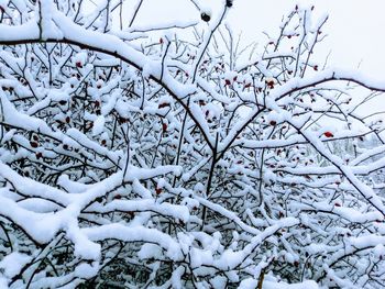 Close-up of tree branches during winter