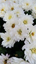 Close-up of white flowers