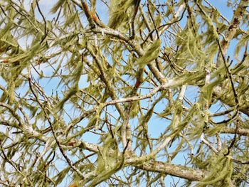 Low angle view of tree against sky