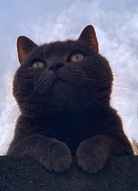 Close-up of tabby cat against sky