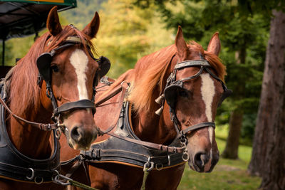 Horses drawing cart outdoors