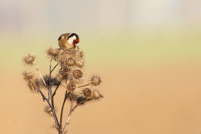 Gold finch perching on plant