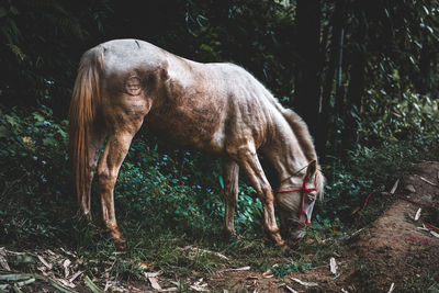 Horse standing in a forest