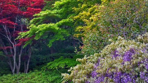 View of flowering plants in forest