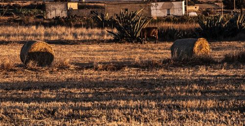 Hay bales on field