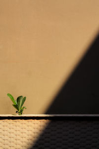 Close-up of plant against  brown wall