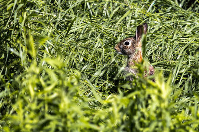 Hare on grassy field