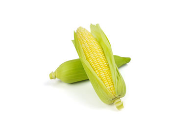 High angle view of leaf against white background