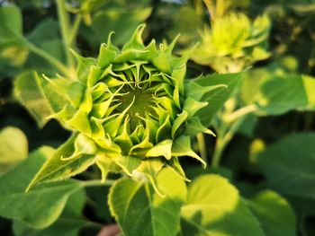 Close-up of flowering plant