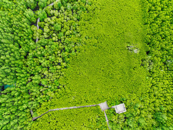 Aerial view mangrove forest ecosystem. significant economic value in carbon credits, ecosystem 