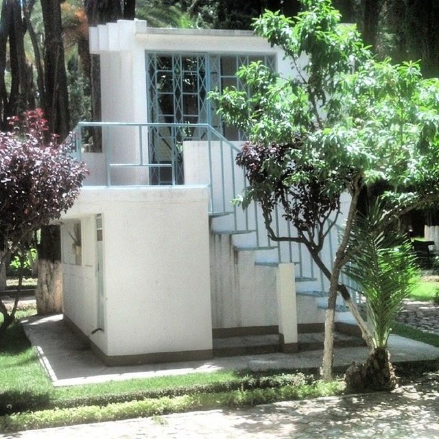 PLANTS AGAINST BUILT STRUCTURE AND TREES