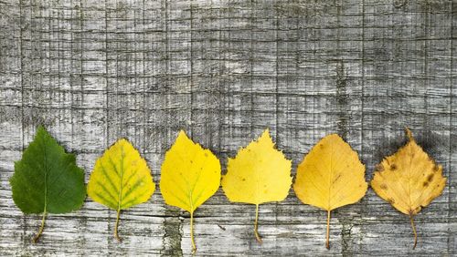 Close-up of yellow leaves on table