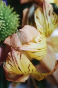 Close-up of succulent plant