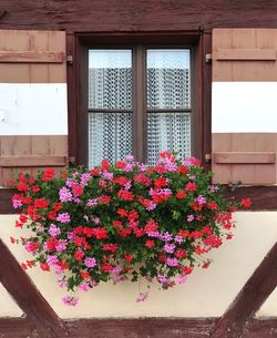 Close-up of potted plant on window